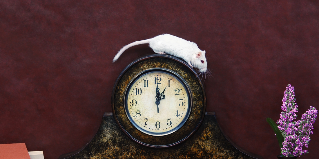 The BEST Counting Nursery Rhymes of All Time!