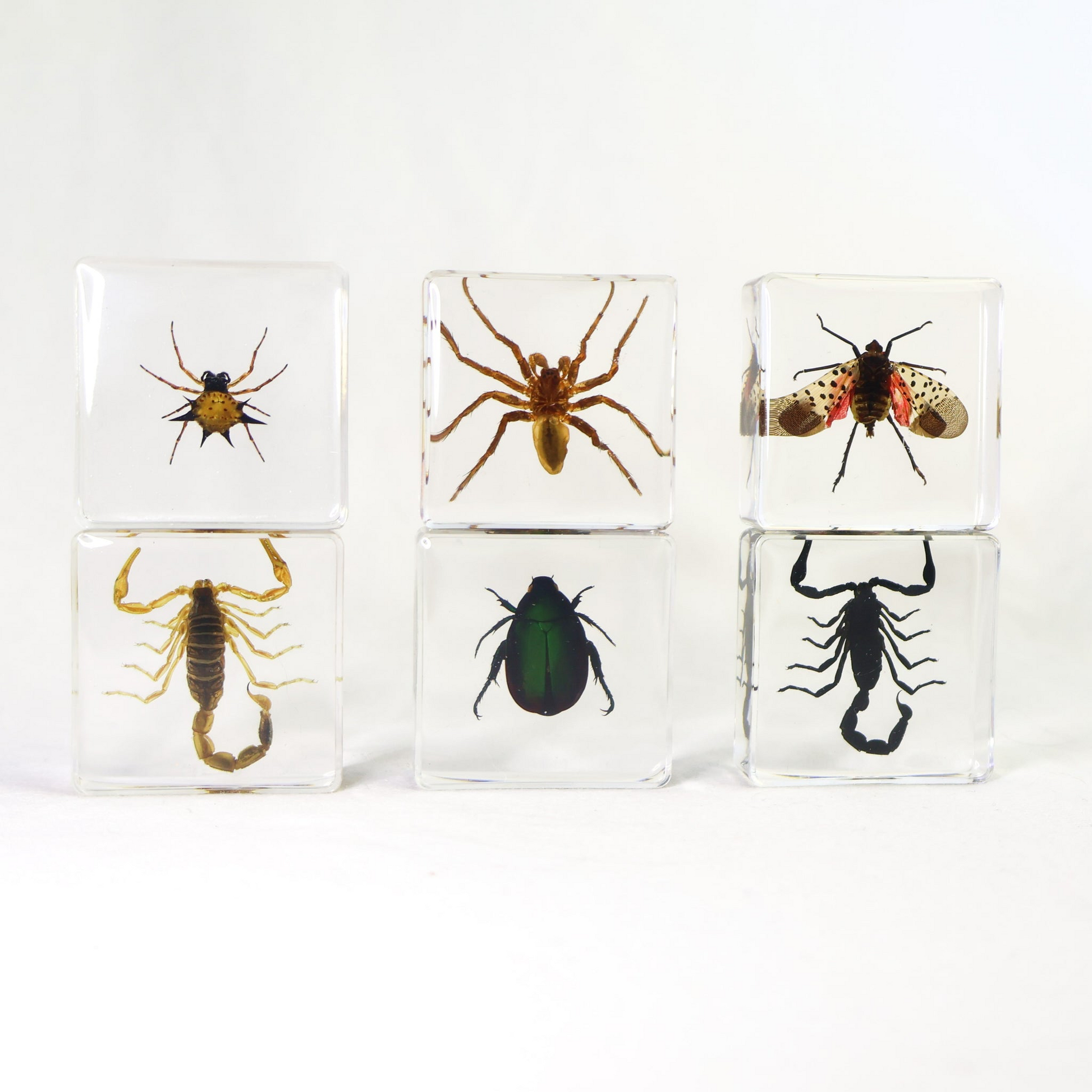 Set of six clear cubes with various insects embedded on a white background