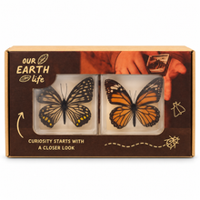 Butterfly Specimen Pair