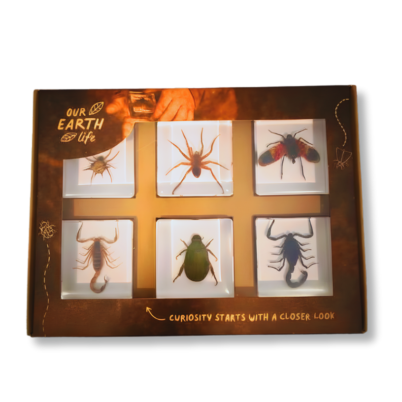 Box of insect specimens with a white background