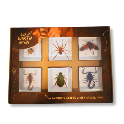 Box of insect specimens with a white background