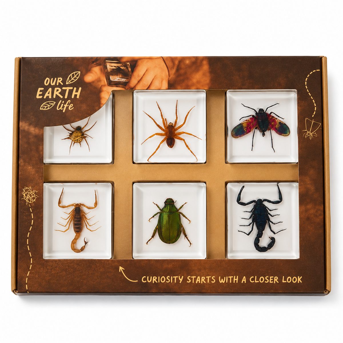Creepy Crawlers Specimen Set