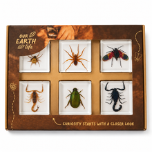 Creepy Crawlers Specimen Set