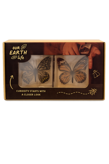 Butterfly Specimen Pair