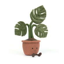 Plante Monstera amusante