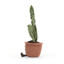 Plante Monstera amusante