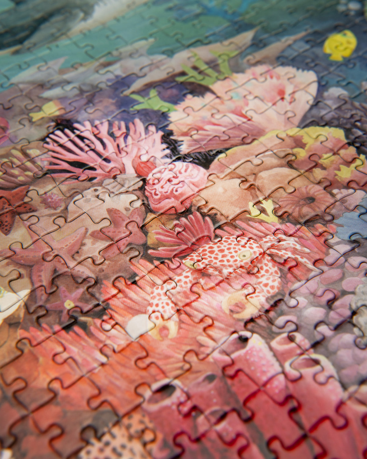 Illustrated marine life in the Moulin Roty Coral Reef puzzle
