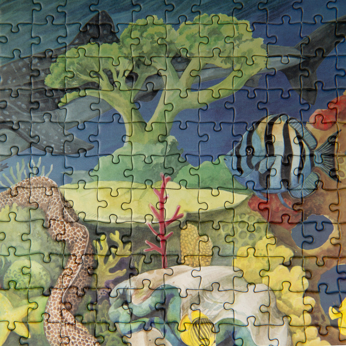 Close-up of marine life in the Coral Reef jigsaw puzzle