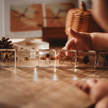 Clear cubes with embedded insects on a wooden surface, with a child's hand reaching towards them.