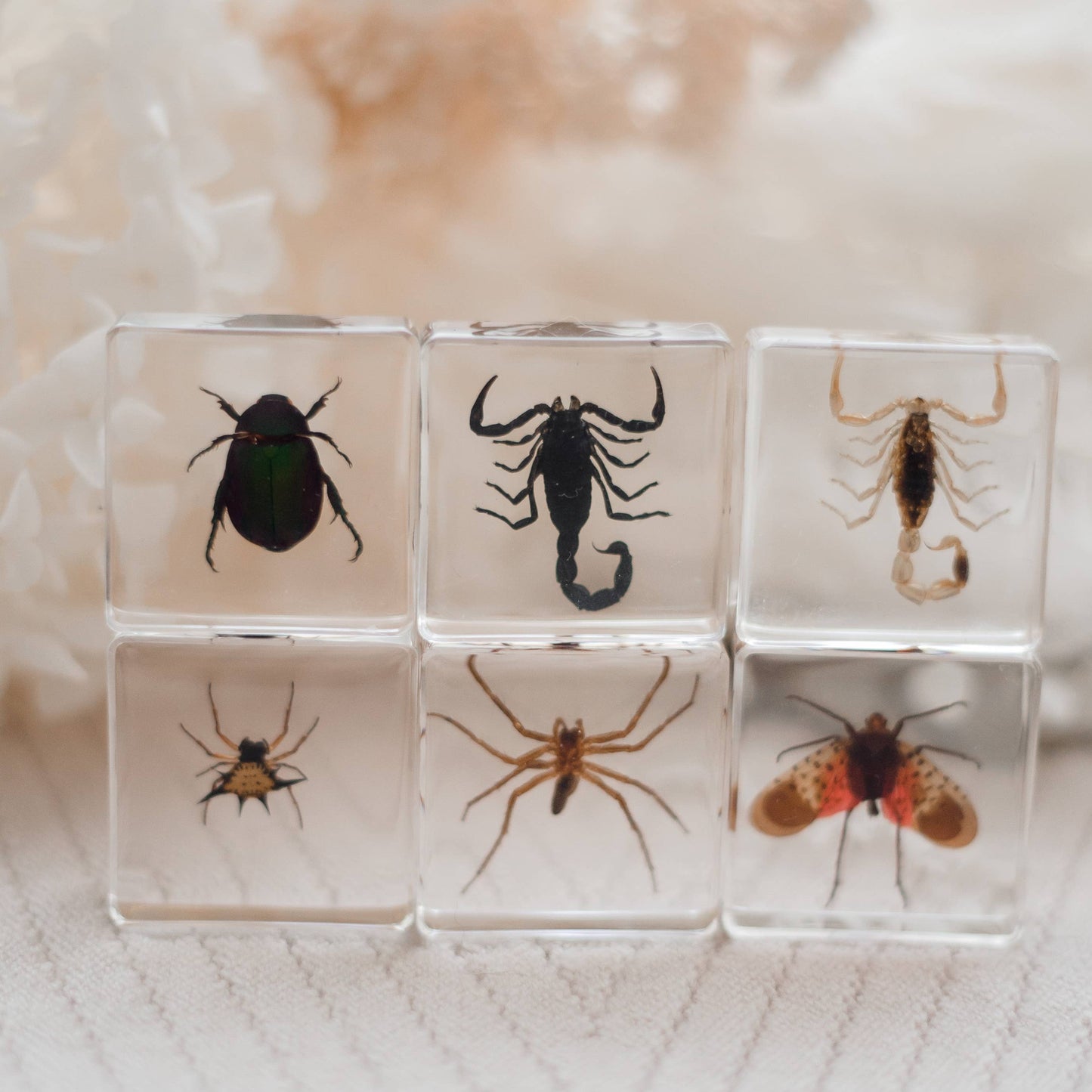 Six clear cubes with embedded insects on a textured surface